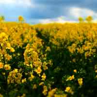 Live-audio-video-work-solook-rumi-harmony-body-mind-yoga-meditation