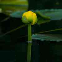 Meditaion-service-solook-rumi-harmony-body-mind-yoga-meditation