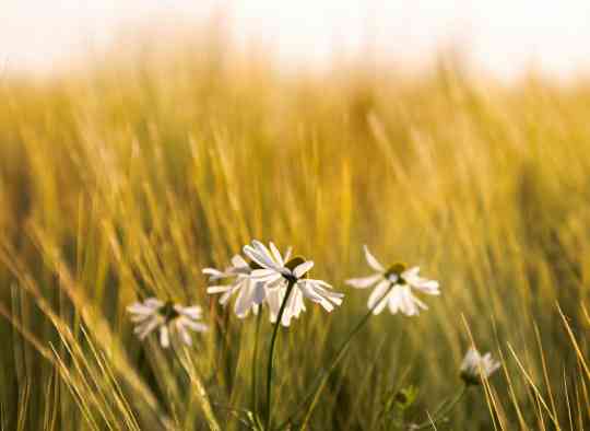 Counseling-service-solook-rumi-harmony-body-mind-yoga-meditation