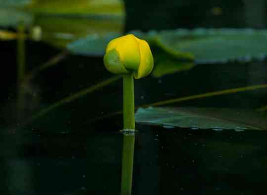 Meditaion-service-solook-rumi-harmony-body-mind-yoga-meditation